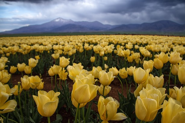 Foto - Adım adım başvuru rehberi... Müthiş ziyaretçi trafiği yaşanıyor... Uzmanından merak uyandıran açıklamalar