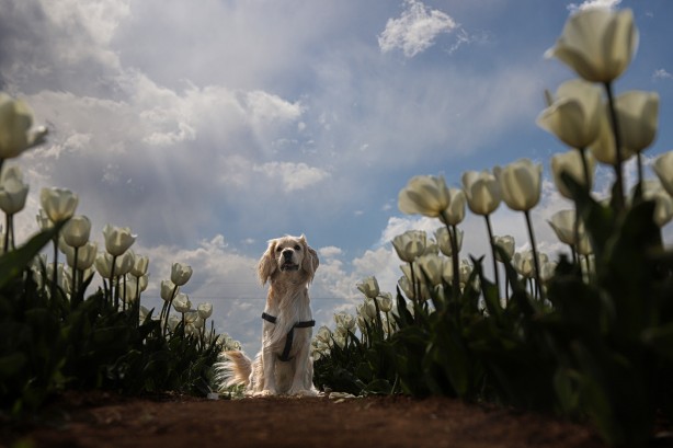 Foto - Adım adım başvuru rehberi... Müthiş ziyaretçi trafiği yaşanıyor... Uzmanından merak uyandıran açıklamalar