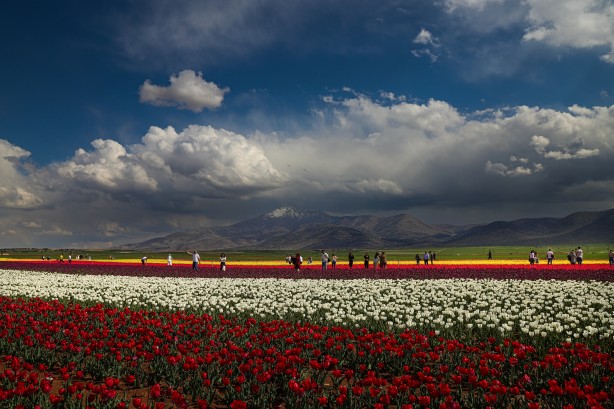 Foto - Adım adım başvuru rehberi... Müthiş ziyaretçi trafiği yaşanıyor... Uzmanından merak uyandıran açıklamalar