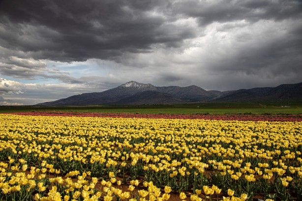 Foto - Adım adım başvuru rehberi... Müthiş ziyaretçi trafiği yaşanıyor... Uzmanından merak uyandıran açıklamalar