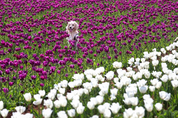Foto - Adım adım başvuru rehberi... Müthiş ziyaretçi trafiği yaşanıyor... Uzmanından merak uyandıran açıklamalar