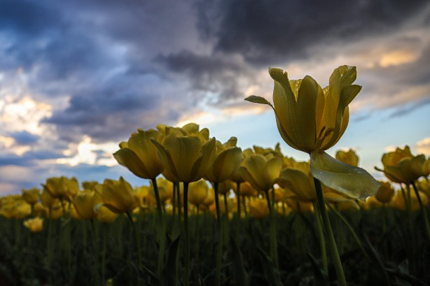 Foto - Adım adım başvuru rehberi... Müthiş ziyaretçi trafiği yaşanıyor... Uzmanından merak uyandıran açıklamalar