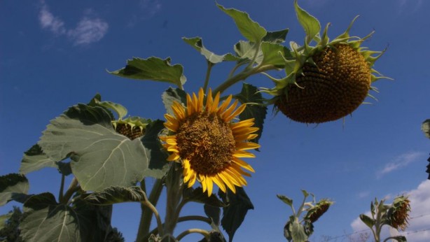 Foto - Adım adım yaklaşıyor! Ayçiçeğinde büyük tehlike kapıda
