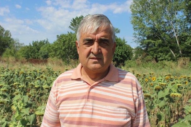 Foto - Adım adım yaklaşıyor! Ayçiçeğinde büyük tehlike kapıda