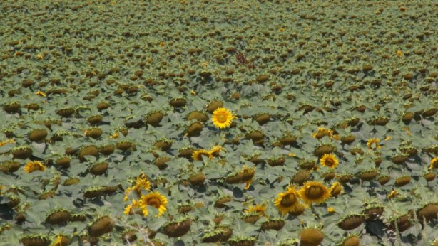 Foto - Adım adım yaklaşıyor! Ayçiçeğinde büyük tehlike kapıda