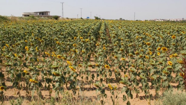 Adım adım yaklaşıyor! Ayçiçeğinde büyük tehlike kapıda
