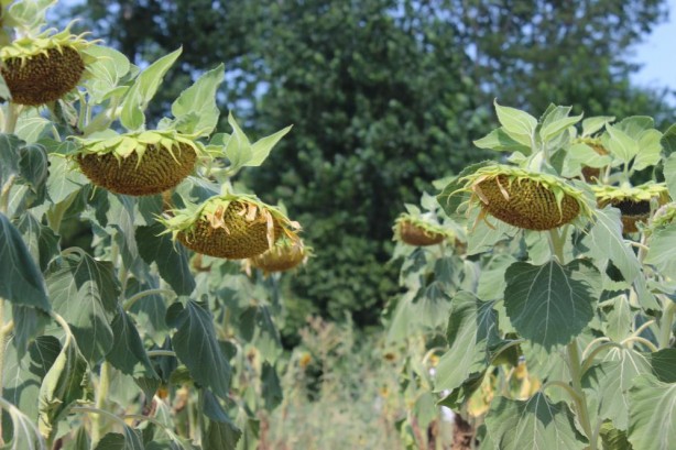Foto - Adım adım yaklaşıyor! Ayçiçeğinde büyük tehlike kapıda