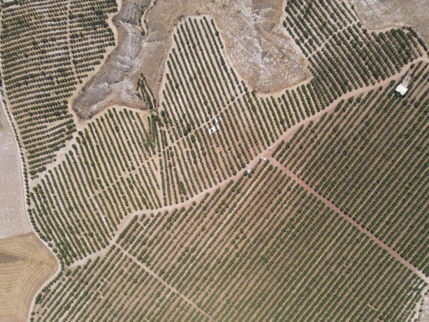 Adıyaman'da badem hasadı başladı