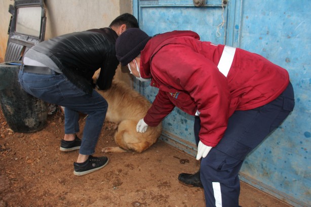 Foto - Adıyaman'da kuduz paniği! 3 köy karantinaya alındı