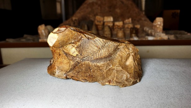 Foto - Adıyaman’da yamaçta yürürken gördü, hemen telefona sarıldı! Eşi benzeri yok! Gören hayrete düşüyor