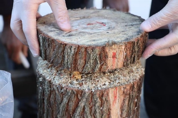 Foto - Adıyamanlı çiftçiden ilginç fikir! Bakın mantarı nasıl yetiştirecek