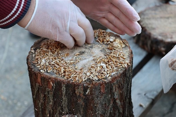 Adıyamanlı çiftçiden ilginç fikir! Bakın mantarı nasıl yetiştirecek