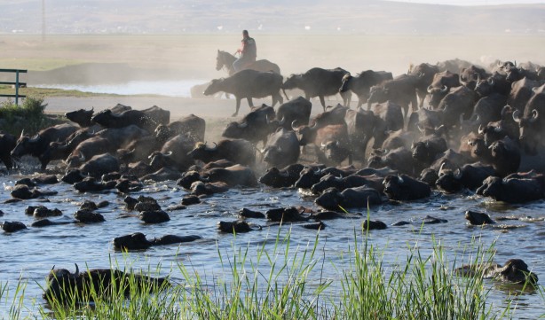 Foto - Afrika değil Kayseri! Mandalar böyle görüntülendi