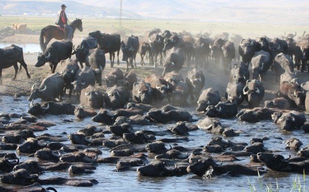 Afrika değil Kayseri! Mandalar böyle görüntülendi
