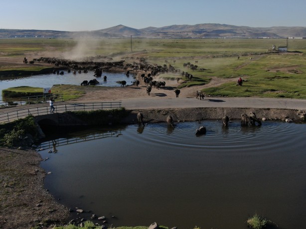Foto - Afrika değil Kayseri! Mandalar böyle görüntülendi