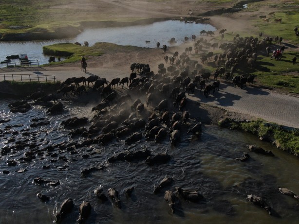 Foto - Afrika değil Kayseri! Mandalar böyle görüntülendi