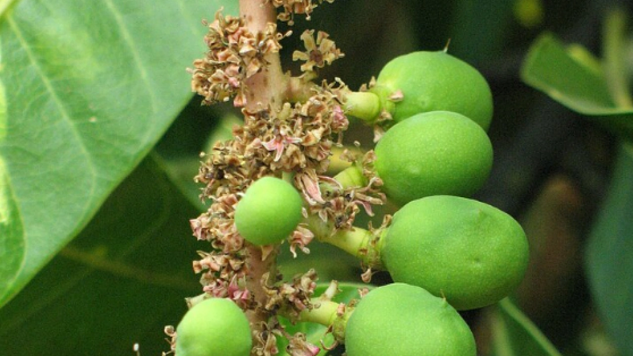 Foto - Afrika meyvesini tattınız mı? Taş gibi damarları yumuşatıyor! Kalp dostu o meyve