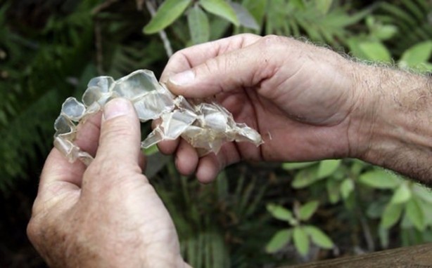 Foto - Afrika yerlilerinin inanılmaz piton avı!