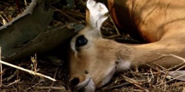 Foto - Afrika'da sıra dışı olay!