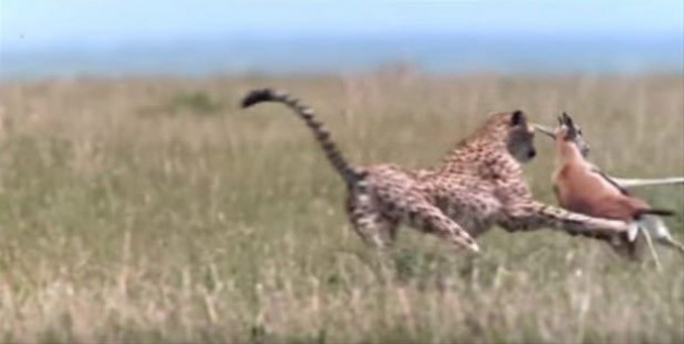 Foto - Afrika'da sıra dışı olay!