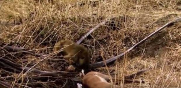 Foto - Afrika'da sıra dışı olay!