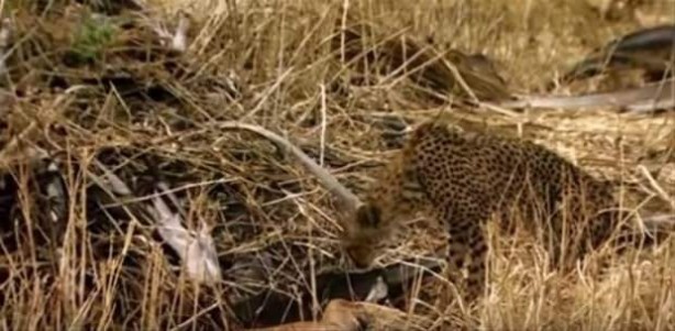 Foto - Afrika'da sıra dışı olay!