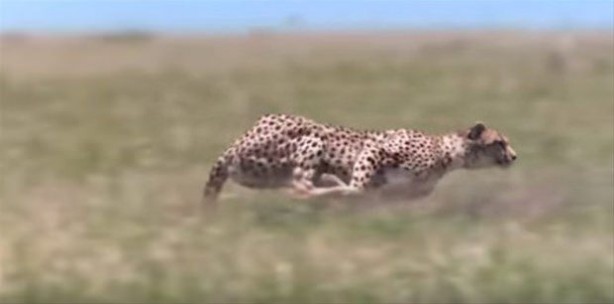 Afrika'da sıra dışı olay!