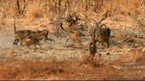 Foto - Afrika'da sıra dışı olay!