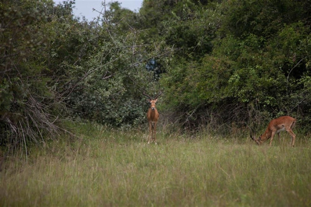 Foto - Afrika'daki yaban hayatından kareler