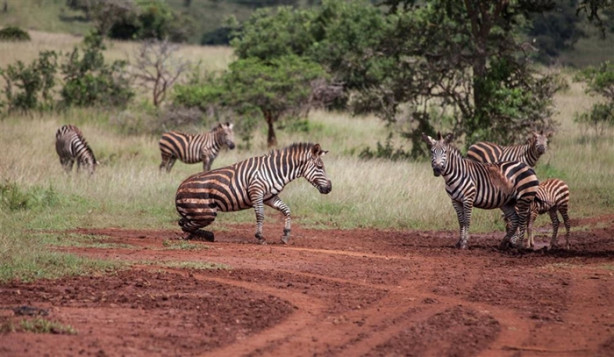 Foto - Afrika'daki yaban hayatından kareler
