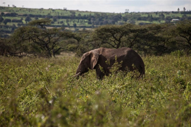 Foto - Afrika'daki yaban hayatından kareler