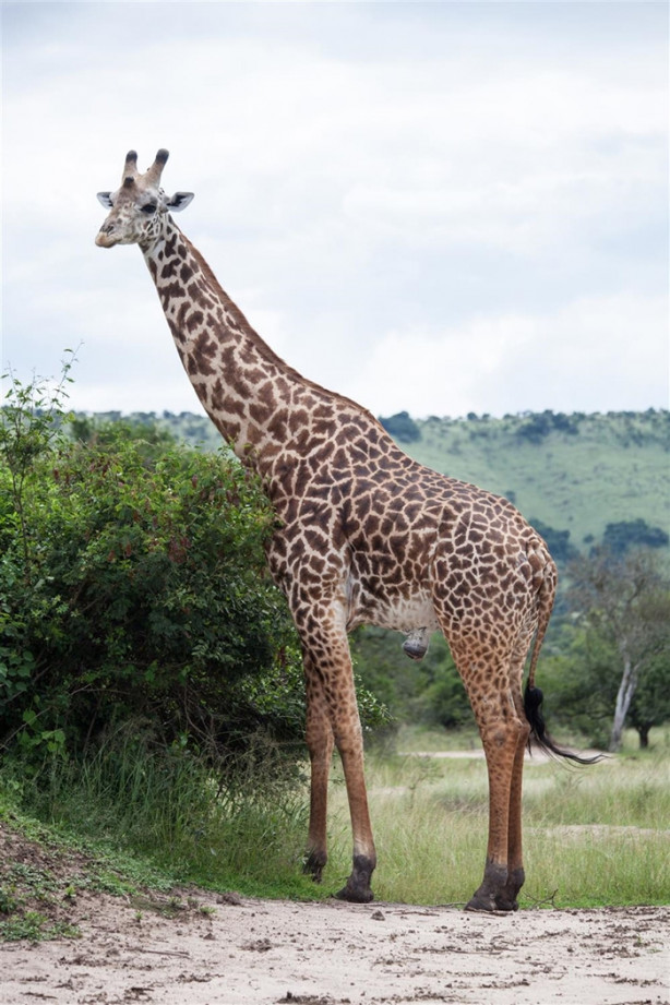 Foto - Afrika'daki yaban hayatından kareler