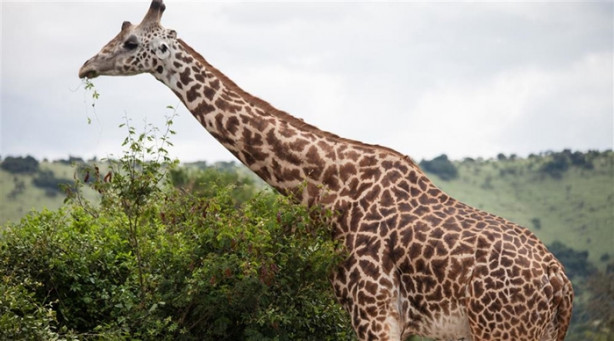 Foto - Afrika'daki yaban hayatından kareler