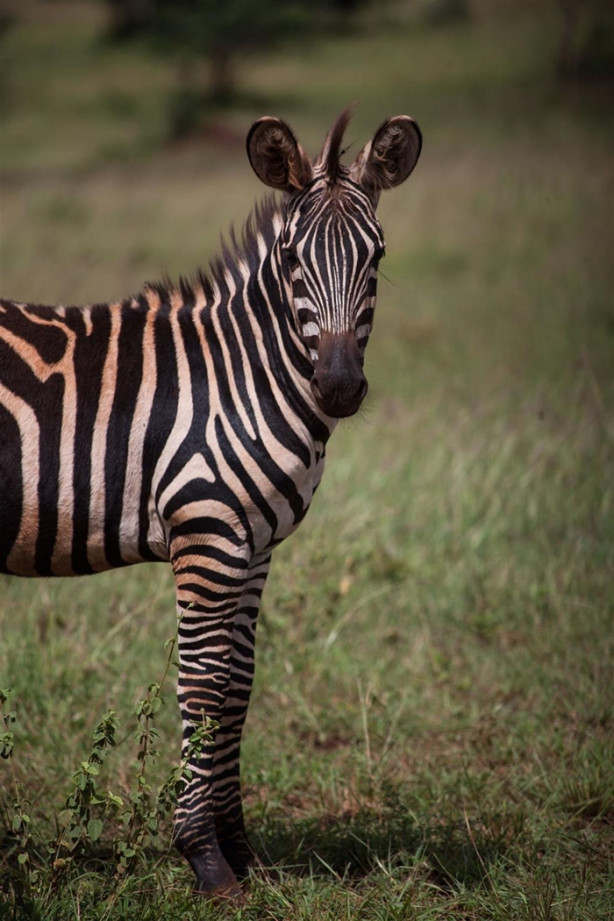 Foto - Afrika'daki yaban hayatından kareler