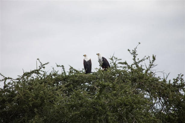 Foto - Afrika'daki yaban hayatından kareler