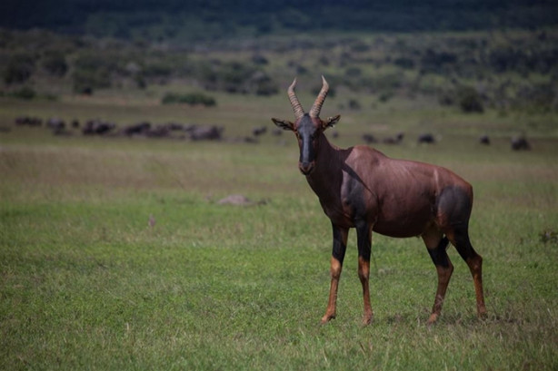 Foto - Afrika'daki yaban hayatından kareler