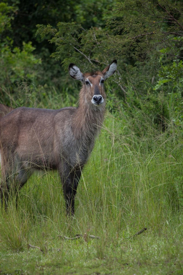 Foto - Afrika'daki yaban hayatından kareler