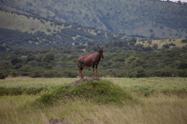 Foto - Afrika'daki yaban hayatından kareler