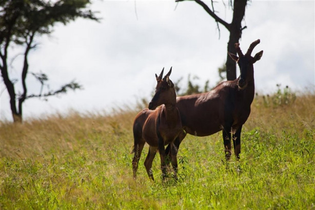 Foto - Afrika'daki yaban hayatından kareler