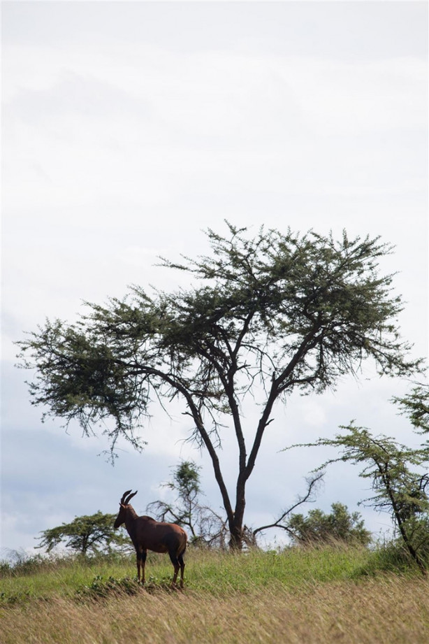 Foto - Afrika'daki yaban hayatından kareler