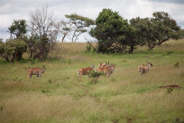 Foto - Afrika'daki yaban hayatından kareler
