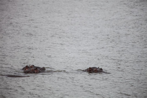 Foto - Afrika'daki yaban hayatından kareler