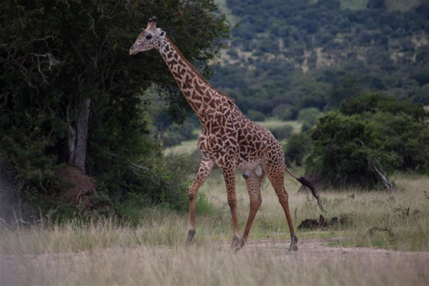 Foto - Afrika'daki yaban hayatından kareler