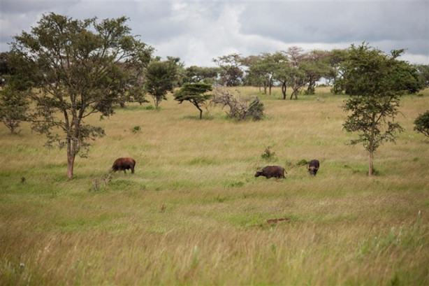 Foto - Afrika'daki yaban hayatından kareler