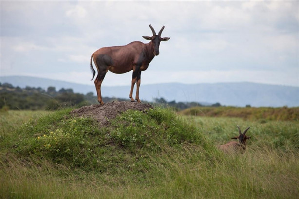 Foto - Afrika'daki yaban hayatından kareler