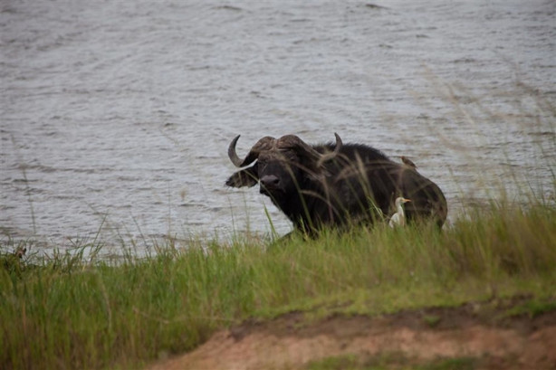 Foto - Afrika'daki yaban hayatından kareler