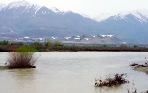 Foto - Afrika'dan göç eden pelikanlar Erzincan'da mola verdi