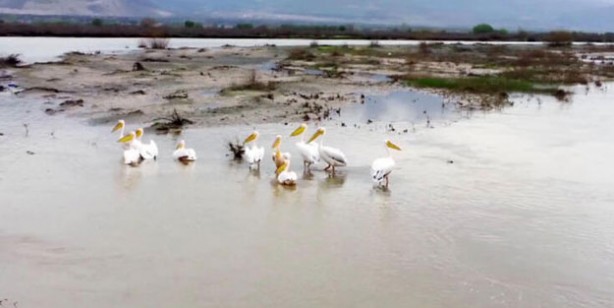 Afrika'dan göç eden pelikanlar Erzincan'da mola verdi