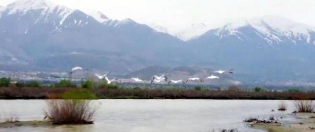 Foto - Afrika'dan göç eden pelikanlar Erzincan'da mola verdi