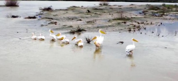 Foto - Afrika'dan göç eden pelikanlar Erzincan'da mola verdi